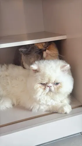 Vendo gato persa