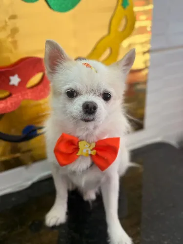 Procura-se uma namorada para o Duck, para procriação só quero netos Hahaa