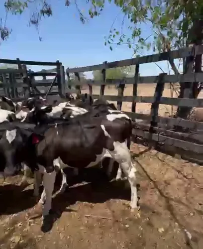 Bezerras de inseminação