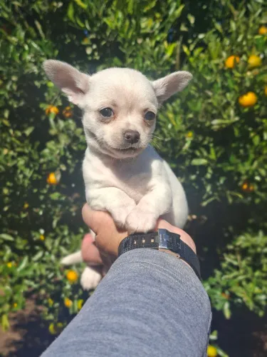 Chihuahua belo filhote branco machinho