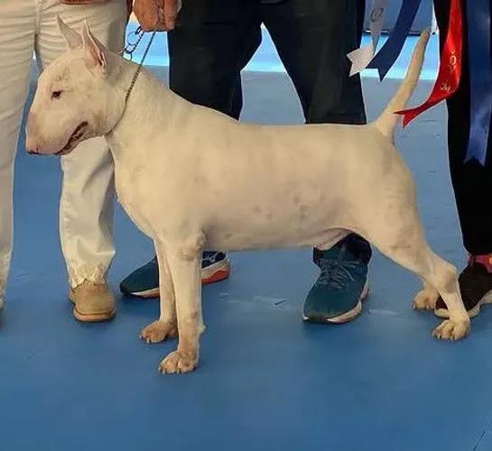 BULL TERRIER PARA COBERTURA 1,500
