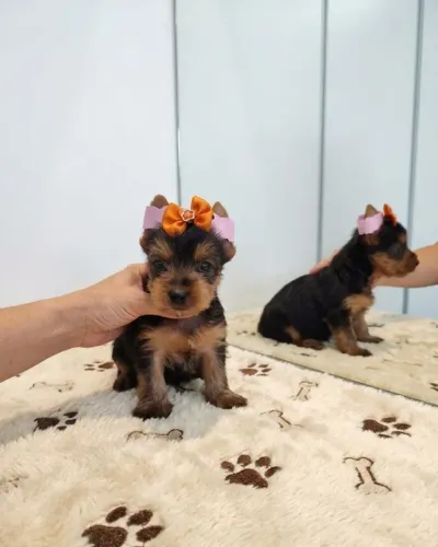 Yorkie Mini Puro Carinho