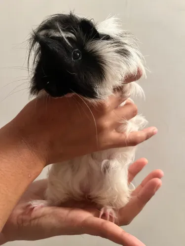 Porquinho da índia macho