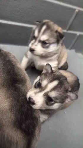Lindos Husky siberiano 