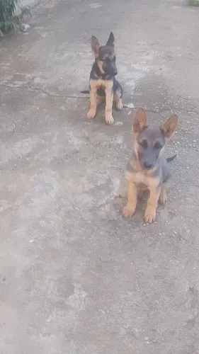 Cachorro pastor alemão macho