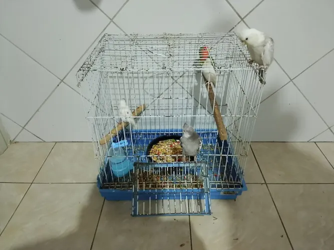 tô vendendo todos porque eu não tenho tempo pra cuidar