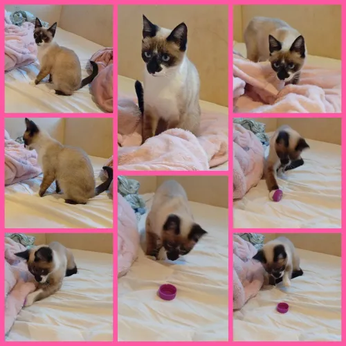 Gatinha filhote