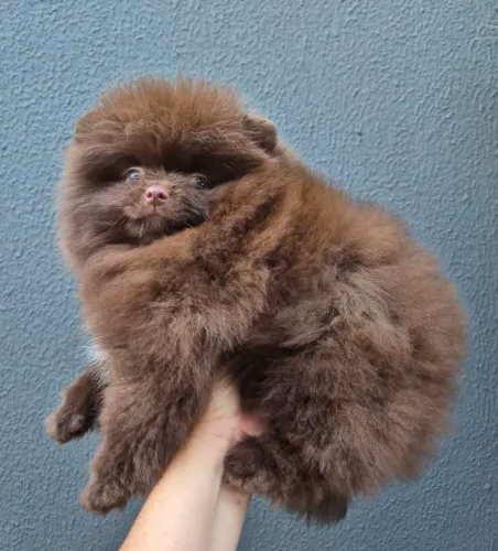 Spitz alemão lulu da pomerânia macho