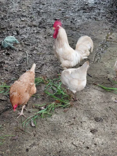 Vende-se galinhas caipira e íbridaa