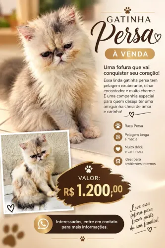 Gatinha persa