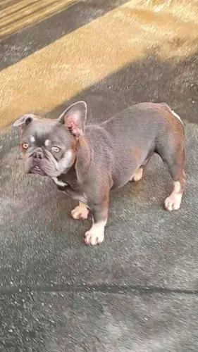 BULLDOG FRANCÊS BLUE TAN 