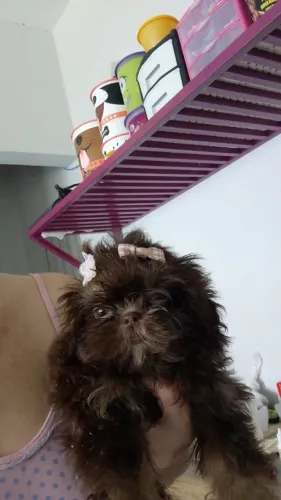 Shih Tzu Fêmea Minizinha