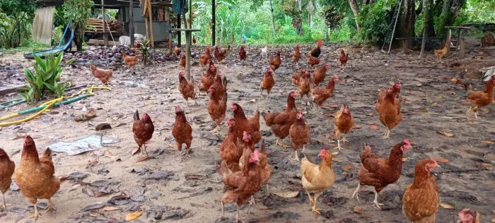 Galinhas Embrapa 51