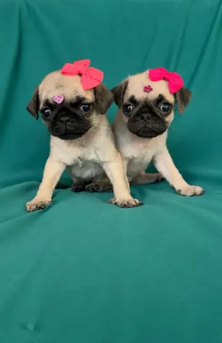 Filhotes de pug fêmeas 