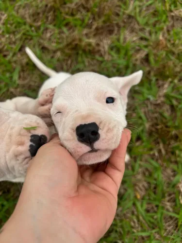 Dogo argentino