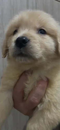 Vendo último macho Golden Retriever 