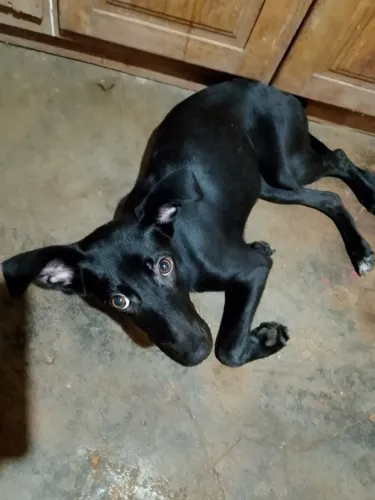 Doando uma cachorra fêmea labrador com fila