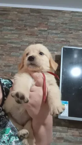 Golden Retriever Seu novo bebê pode estar aqui