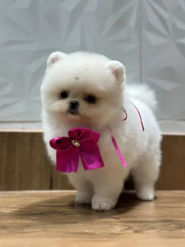 Spitz alemão Ursinho