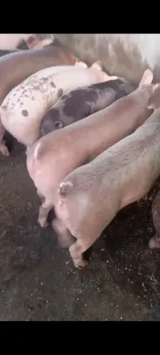 Porcos