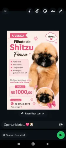 Shitzu