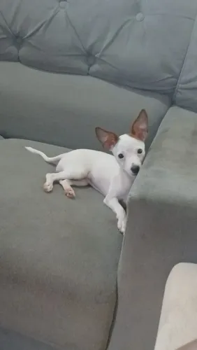 Cachorro 
