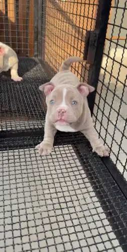 Cachorros