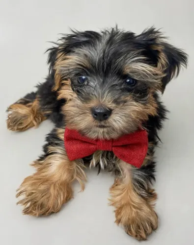 Cachorro