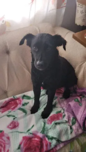 Cachorra doando curitiba 