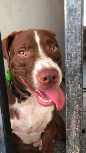 Cachorro para doação 