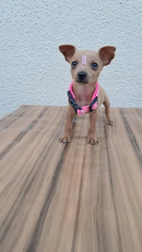Pinscher n°1