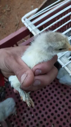 Pintinho brahma