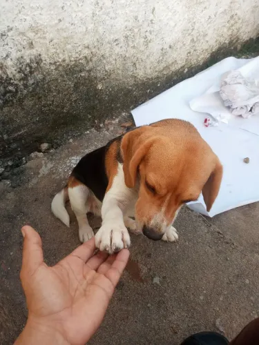 Procura se namorado beagle 