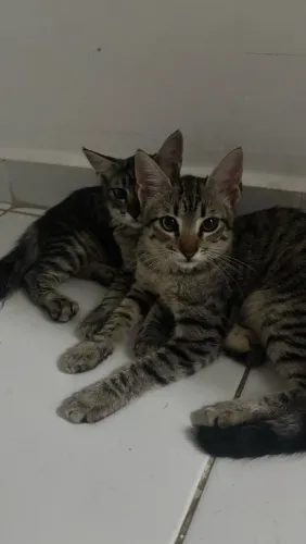 GATOS FILHOTES DOAÇÃO URGENTE