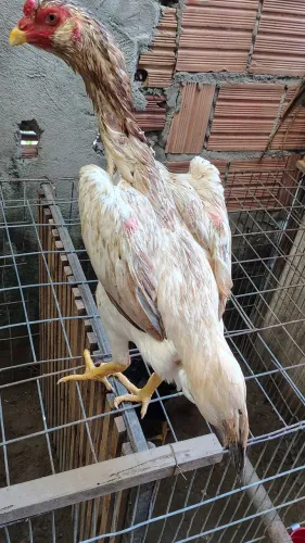 Vende-se uma franga da raça Mura com 14 meses em torno de 3 kg r$ 300 em até 3 x no
