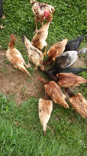 Vende-se galinha caipira