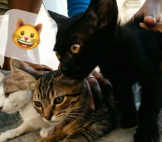 Estou doando filhotinhos de gato macho