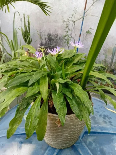 Plantas 