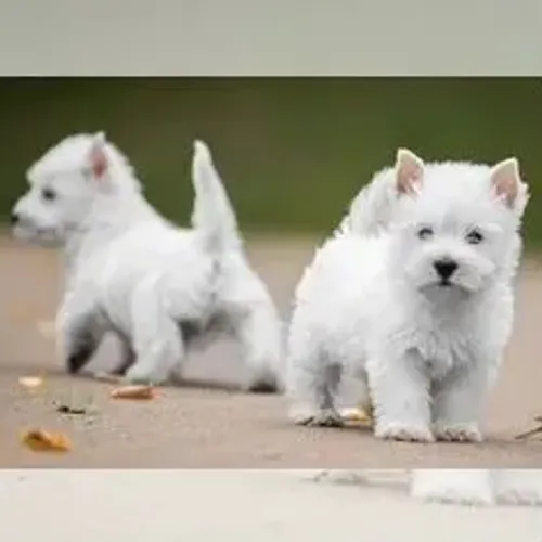 West Terrier Filhote Muito Encantador Disponível