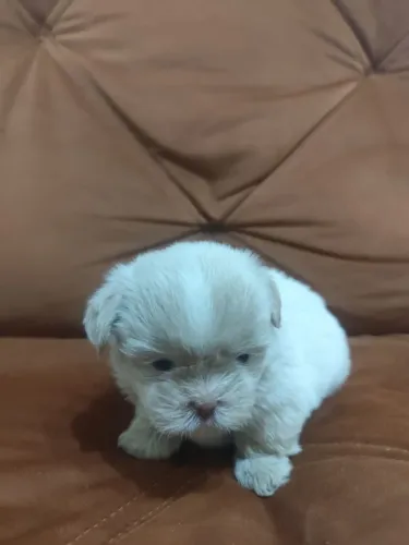 Shitzu macho  otimo presente pra dia dos namorados.