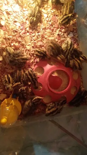 Codornas