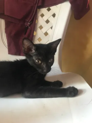 gatas filhotes de 2 meses 