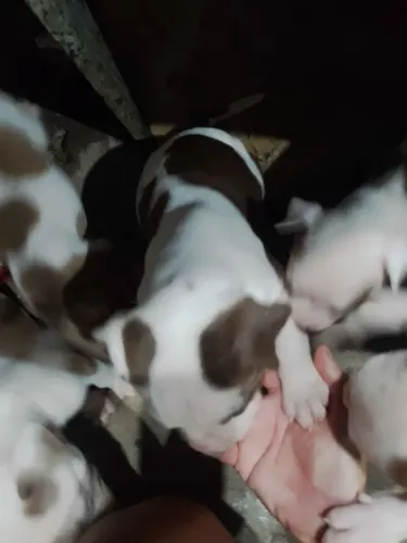 Vendo filhotes Pit Bull.