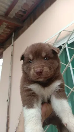 Vendo filhote de husky siberiano 
