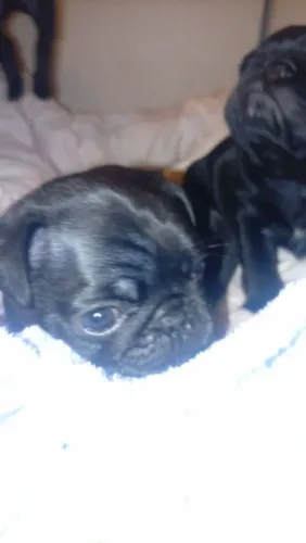 Vendo Pug macho preto filhote 
