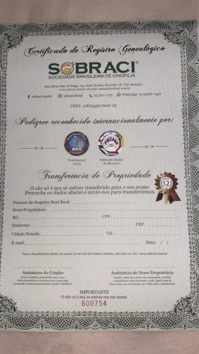 HUSKY SIBERIANO MACHO MOSTLY BLACK LINHAGEM SUL/SUDESTE PEDIGREE CAMPEÃO SOBRACI 