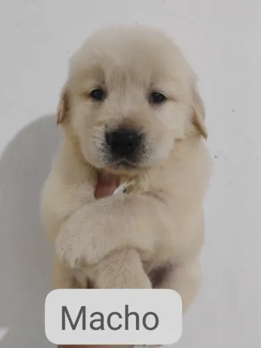 Golden vermigado com 48 dias