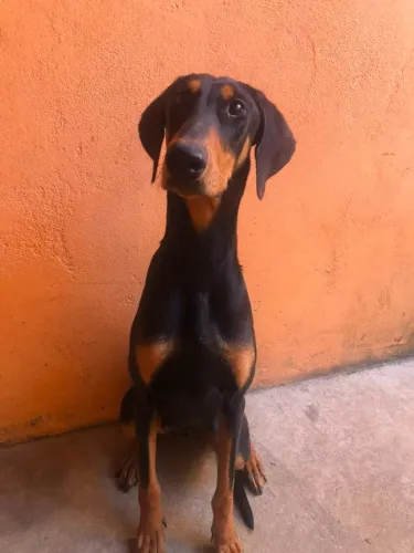 Doberman femea 11 meses