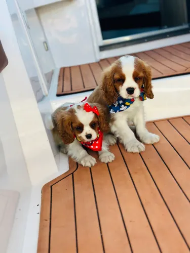 Cavalier king machinho e fêmea a pronta entrega