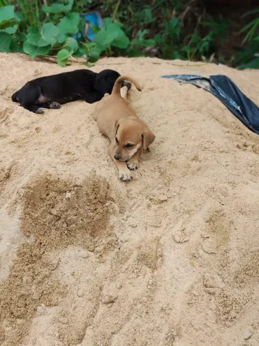 Cachorro fêmea